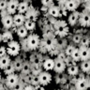 Meet your Posher, Brinley